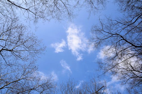 Foto stok gratis awan, biru, cabang