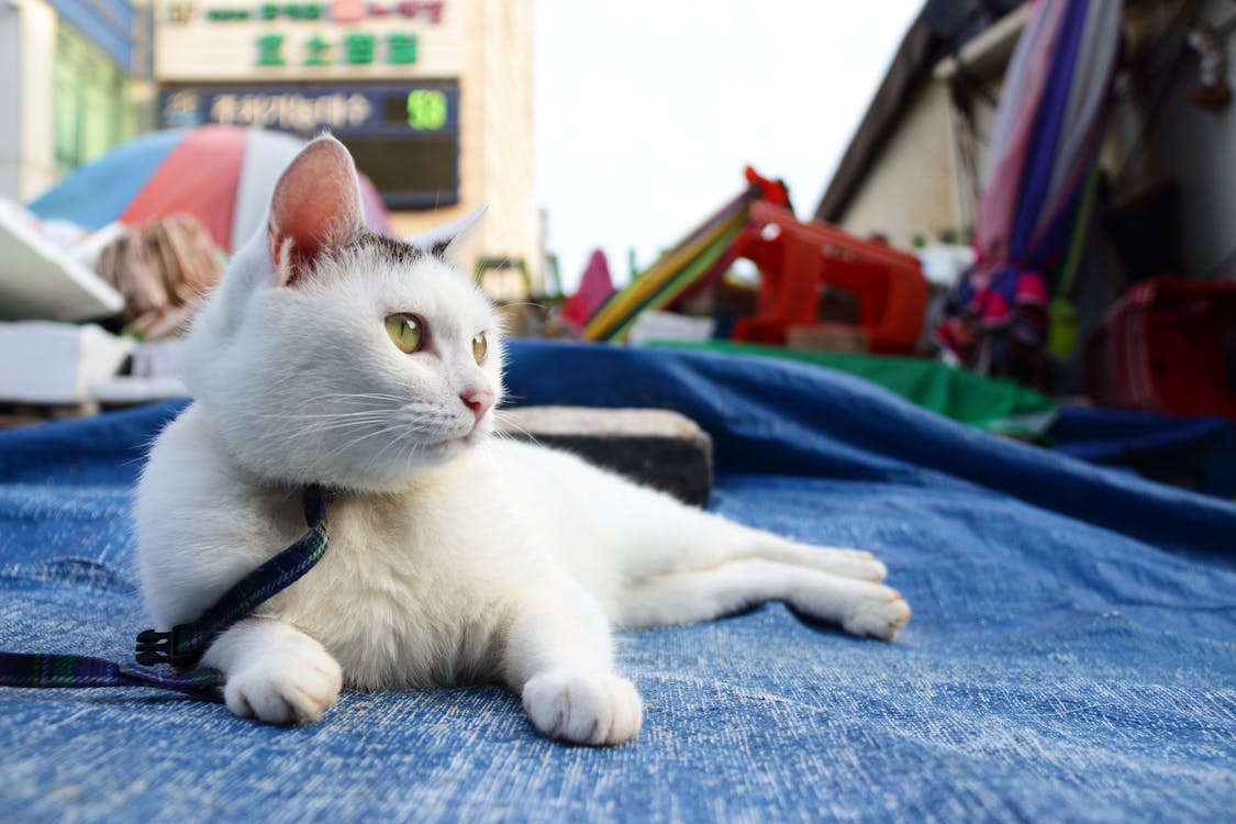 Witte Kat Liggend Op Blauw Zeildoek