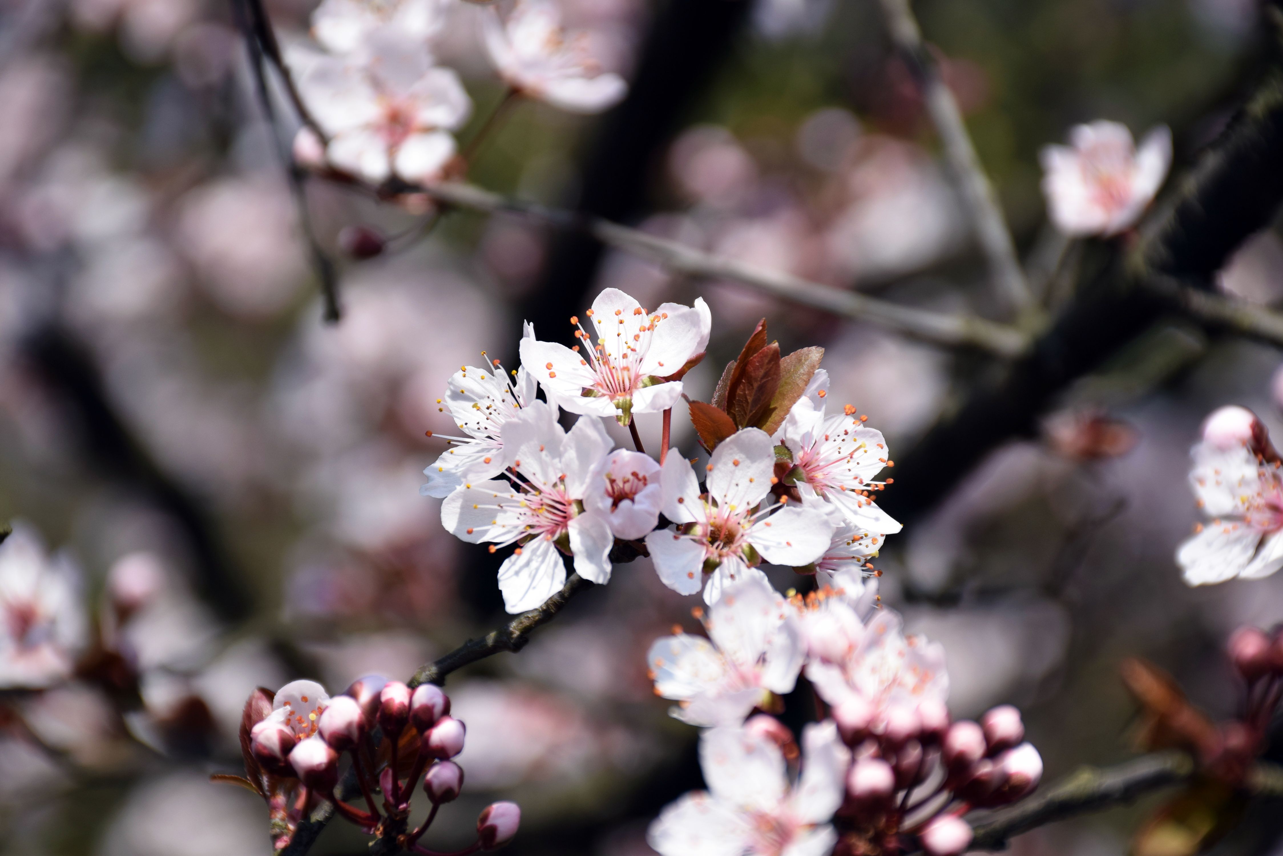 Free Stock Photo Of Cherry Blossom Pink Flowers Sakura