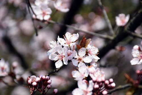 Foto stok gratis bunga sakura, bunga-bunga merah muda, sakura