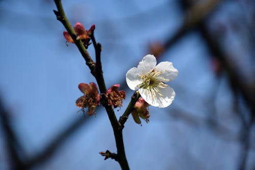 Foto stok gratis bunga, bunga sakura, putih