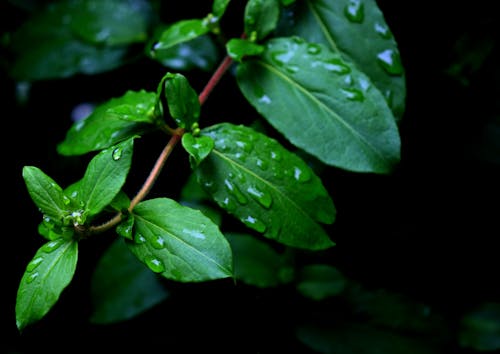 Green Leaves with Water Droplets