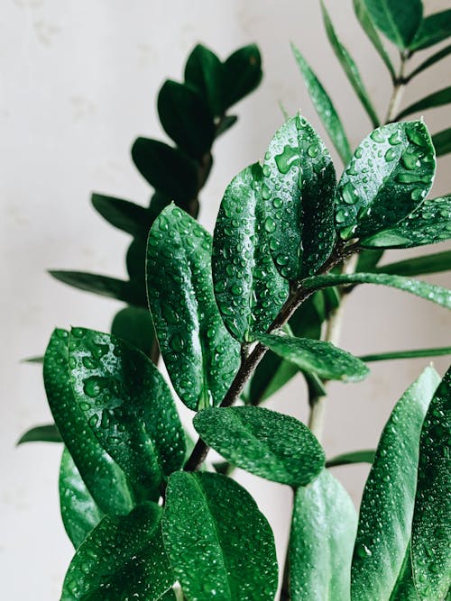 Foto profissional grátis de fechar-se, folhas verdes, gotículas de água