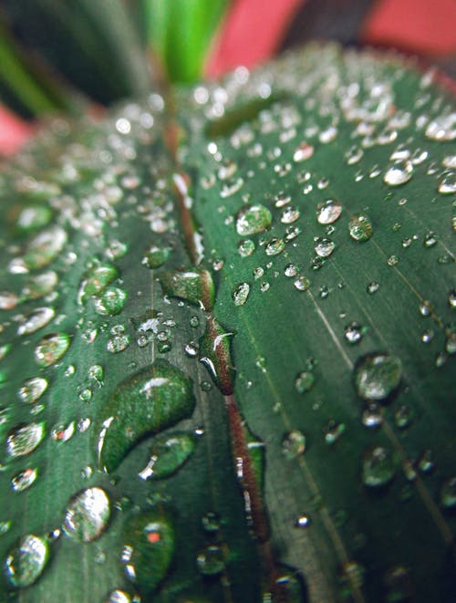 Free stock photo of drops, green, green leaves Stock Photo