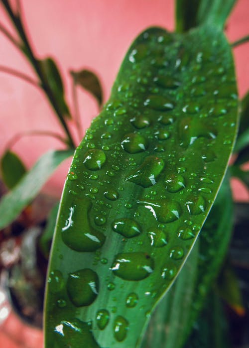 Free stock photo of drops, green, green leaves Stock Photo