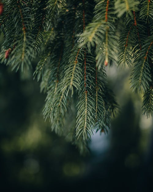 Close-up of Pine Needles