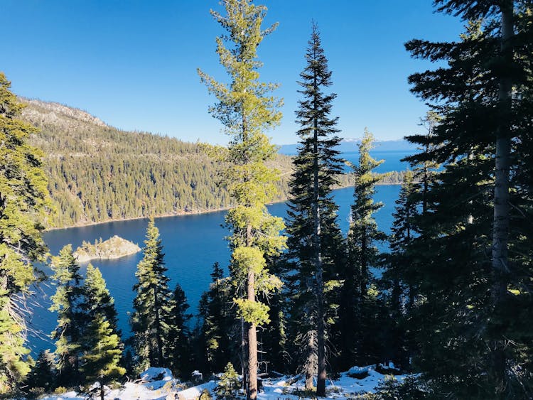 Green Pine Trees And Lake