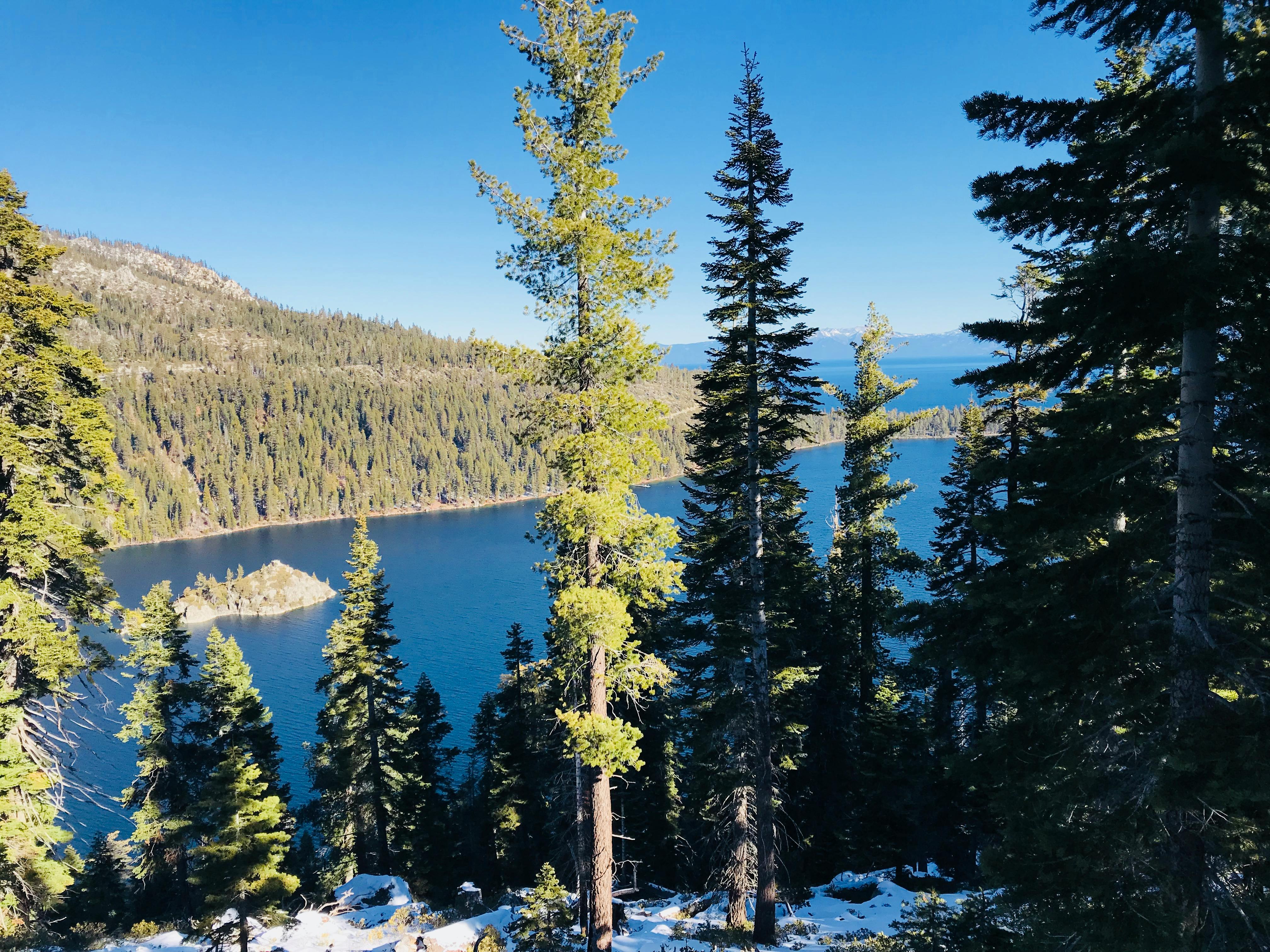 Green Pine Trees and Lake · Free Stock Photo