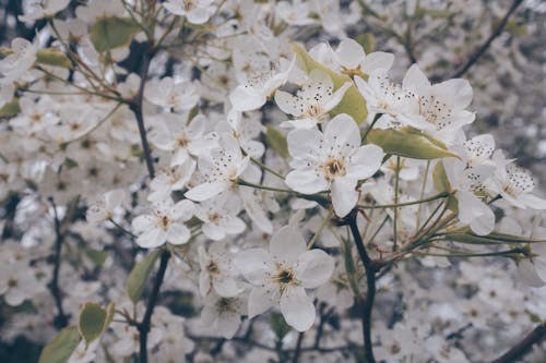 Gratis Fotografi Fokus Dangkal Bunga Putih Foto Stok