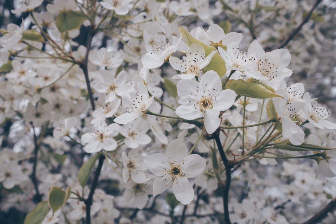 無料 白い花の浅い焦点写真 写真素材