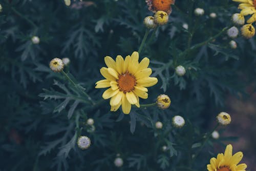 免费 黄色花瓣花的选择性聚焦摄影 素材图片
