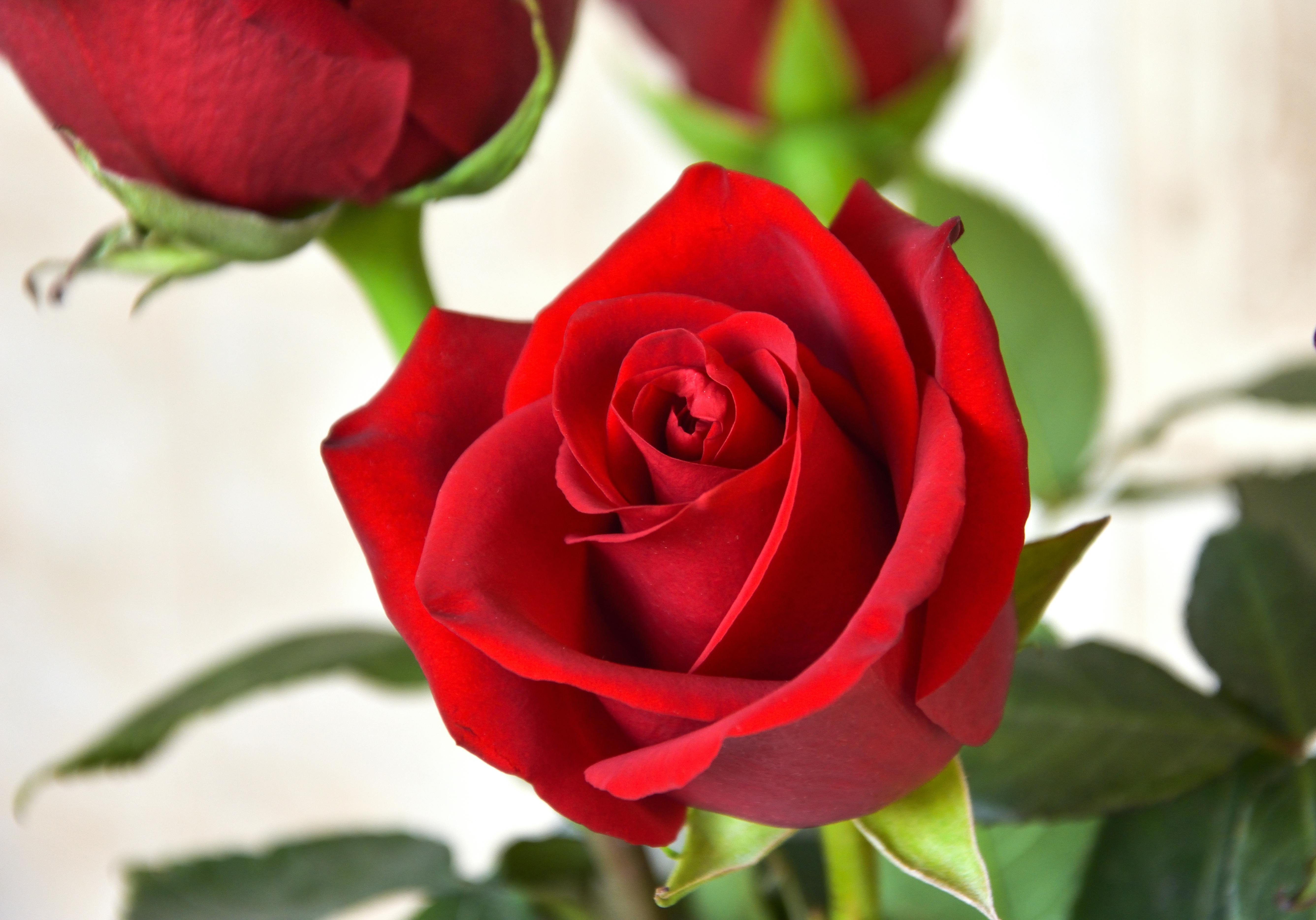 Макрофотографии