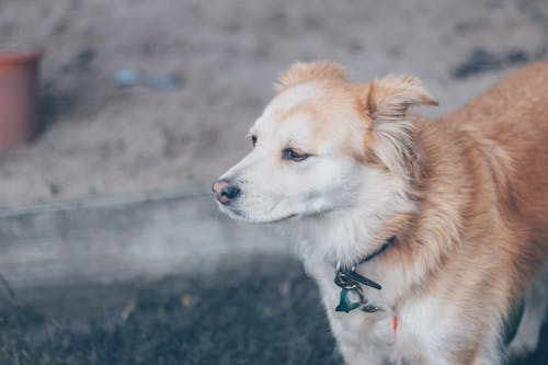 Brown and White Finnish Spitz Mix