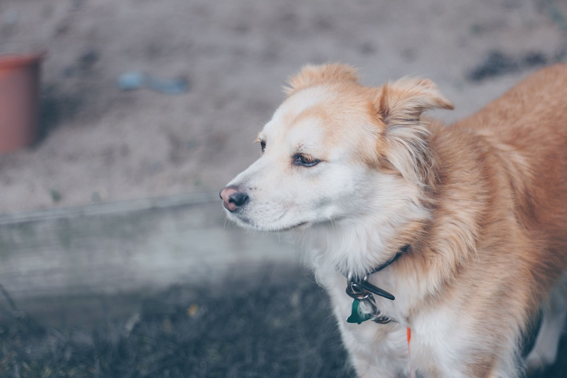 Portrait of a dog at a veterinary clinic