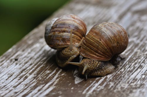 Free stock photo of garden snail, snail, snail shell