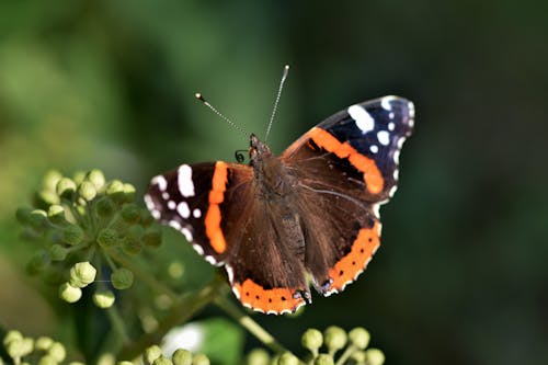 Free Close-Up Shot of a Butterfly Perched on a Plant Stock Photo