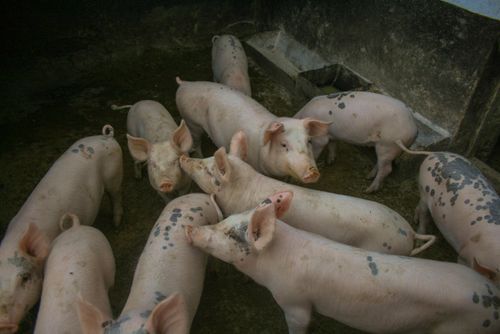 Free A group of spotted pigs crowd together in a farm pen, displaying natural behavior. Stock Photo