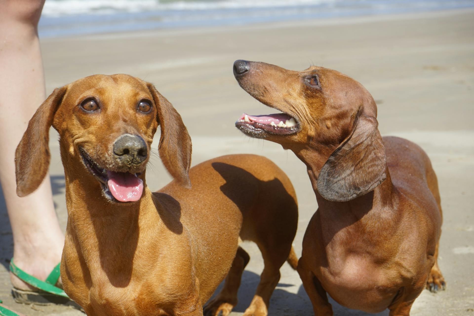 Två bruna dachshunds