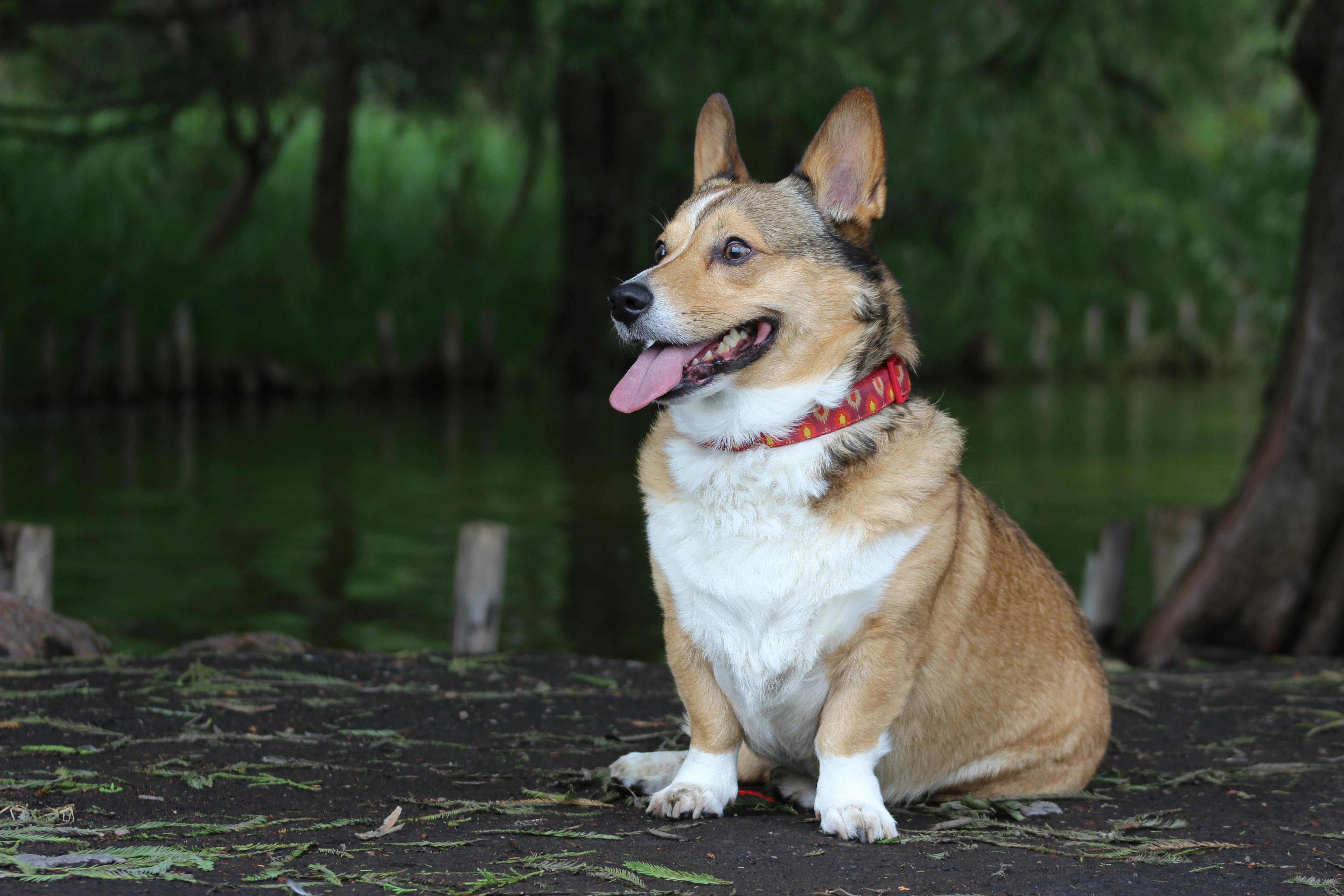 Chó Corgi Đỏ Nằm Trong Một Khu Vườn Đầy Nắng Mùa Hè Giữa Ánh Nắng Chói Và  Tia Nắng Rực Rỡ Hình ảnh Sẵn có - Tải xuống Hình ảnh Ngay bây