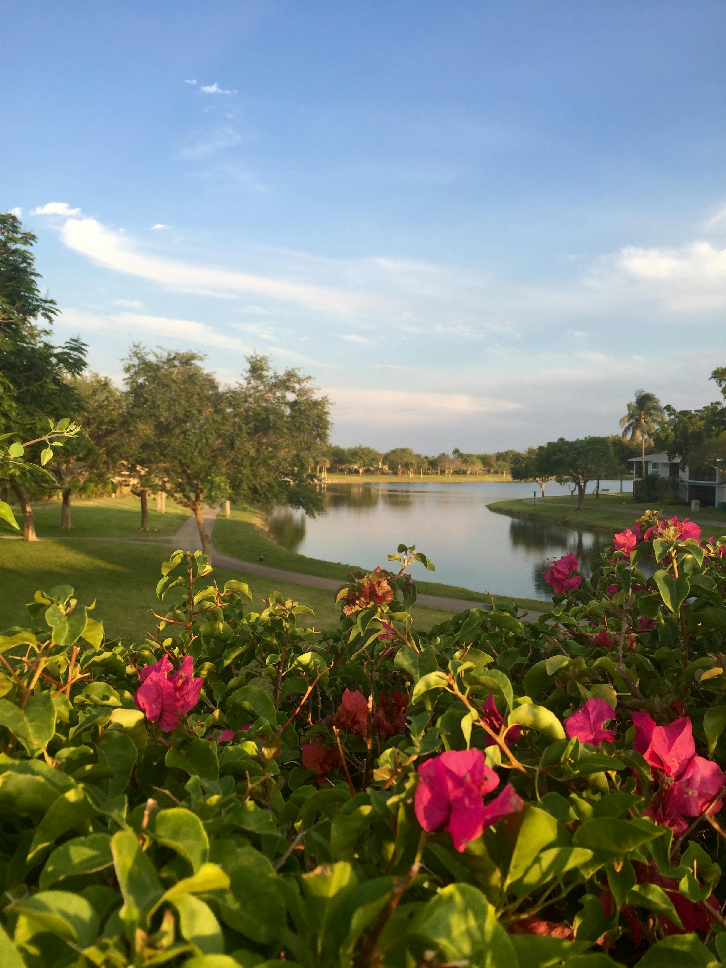 Free stock photo of flowers, lakeside, nature