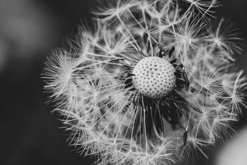 Close-Up Shot of a Dandelion in Bloom