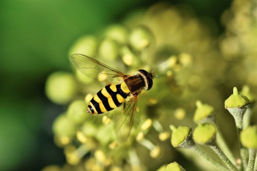 Free A Bee on Green Plant Stock Photo