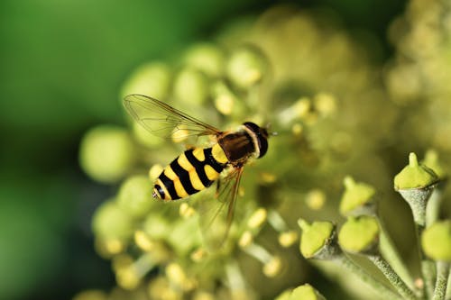 A Bee on Green Plant