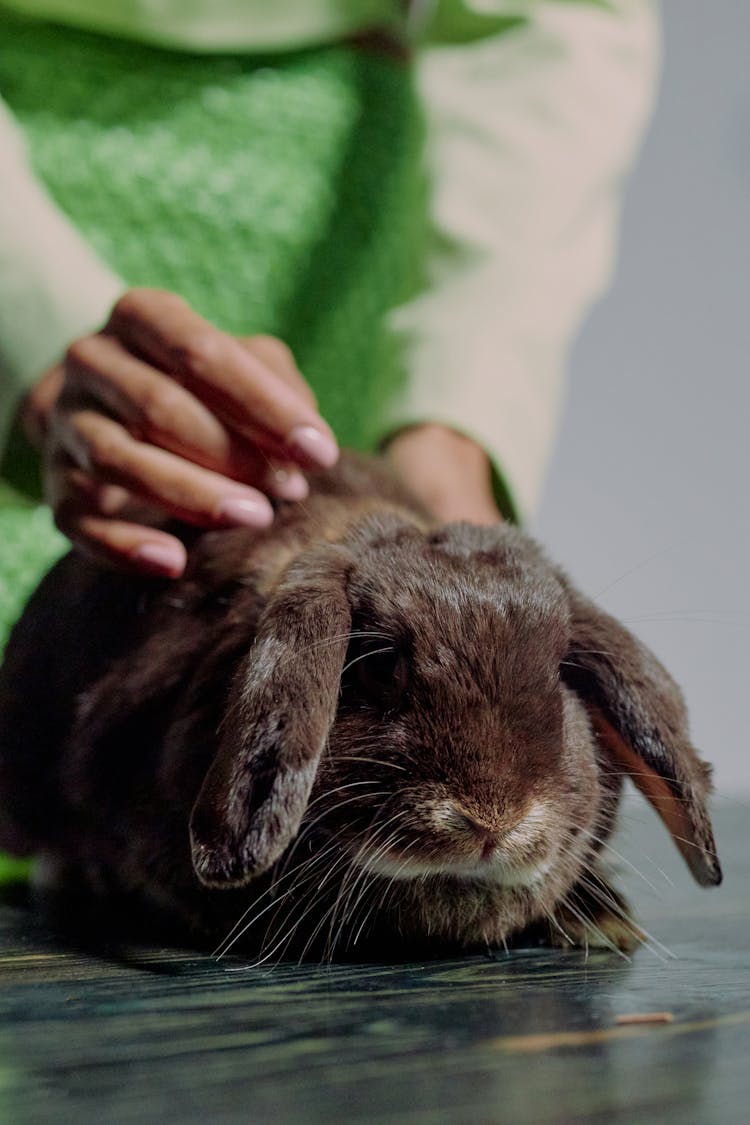 Close-up Of Hand Petting Rabbit