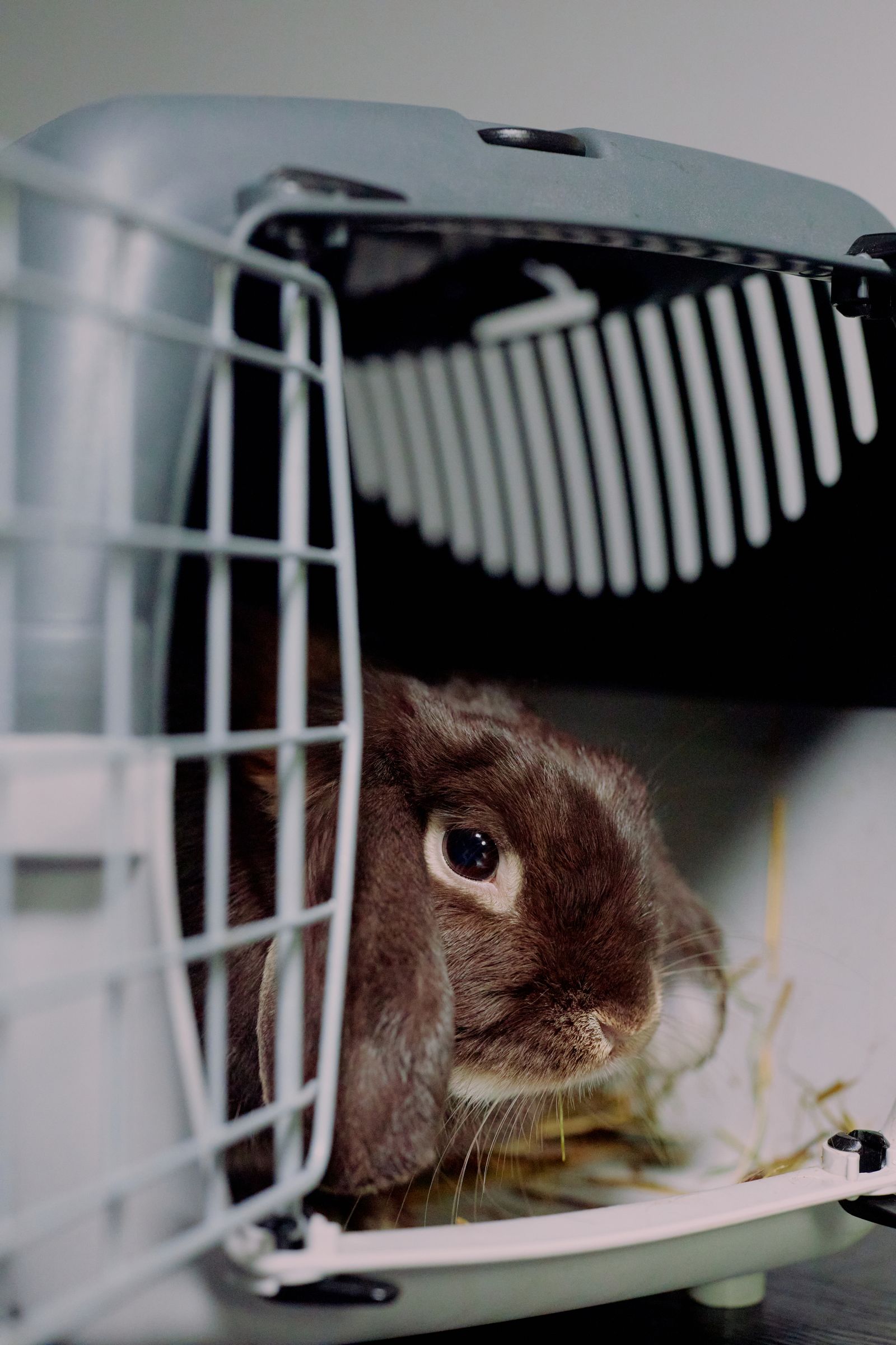 Rabbit sitting inside an open wire cage typical of an indoor hutch setup
