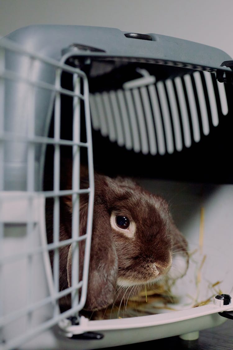 Studio Shot Of Rabbit Inside Of Open Cage