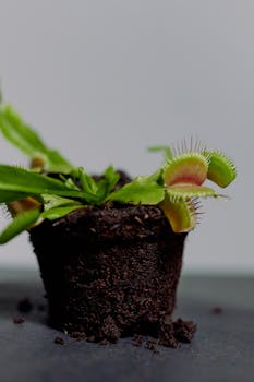 A detailed macro shot of a Venus Flytrap (Dionaea muscipula) in soil, showcasing its distinctive trap structure.