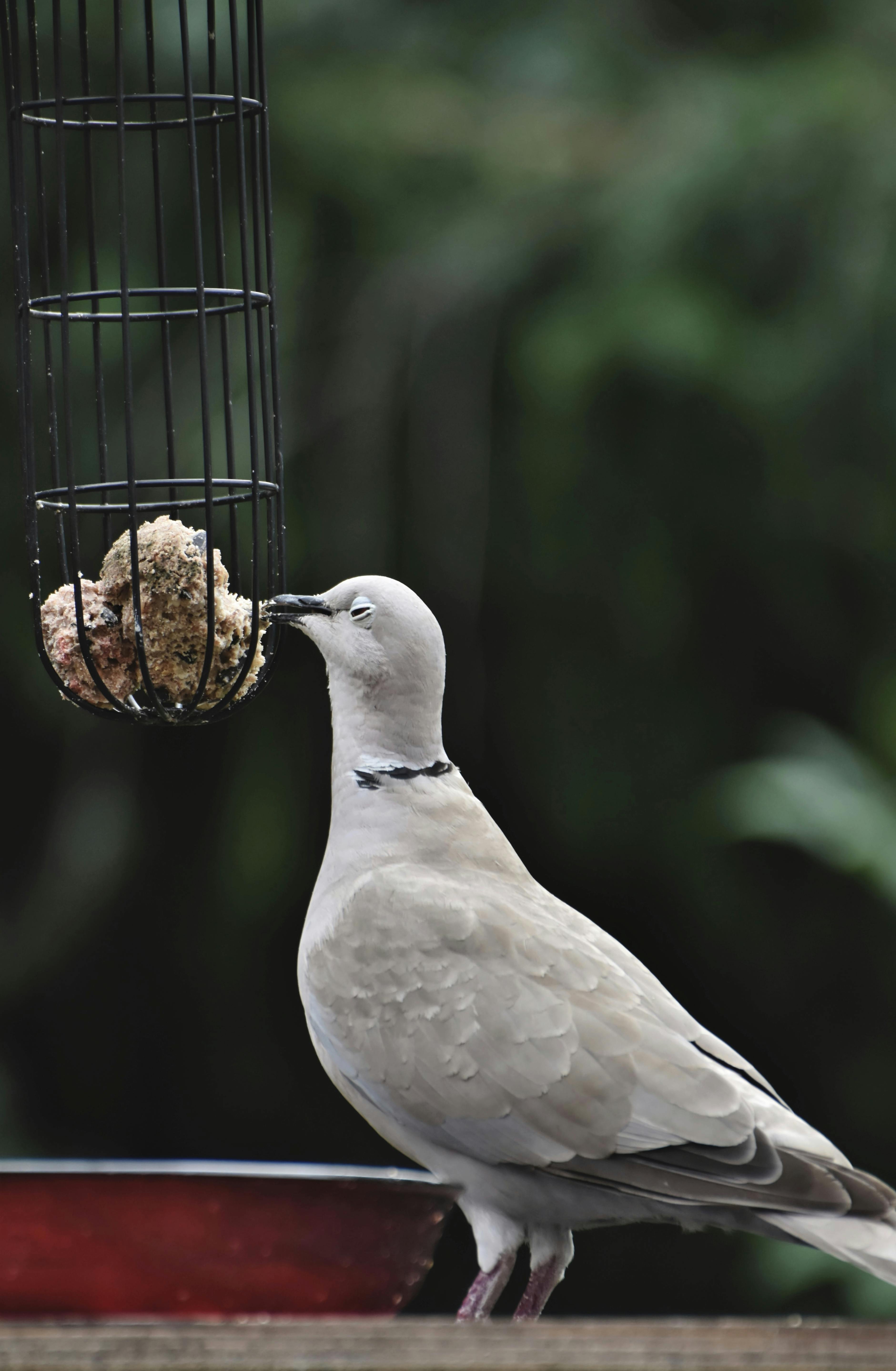 "Tips for placing and maintaining a platform bird feeder"
