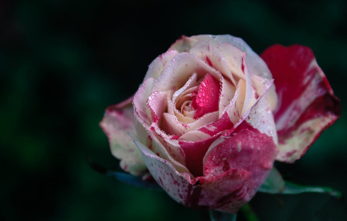 Photographie De Gros Plan De Fleur Rose Blanche Et Rose · Photo gratuite