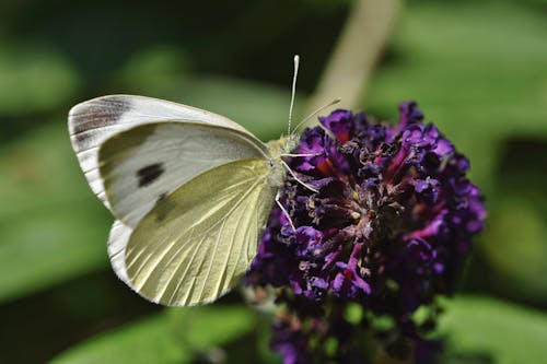 Kostnadsfri bild av artropod, blomning, delikat