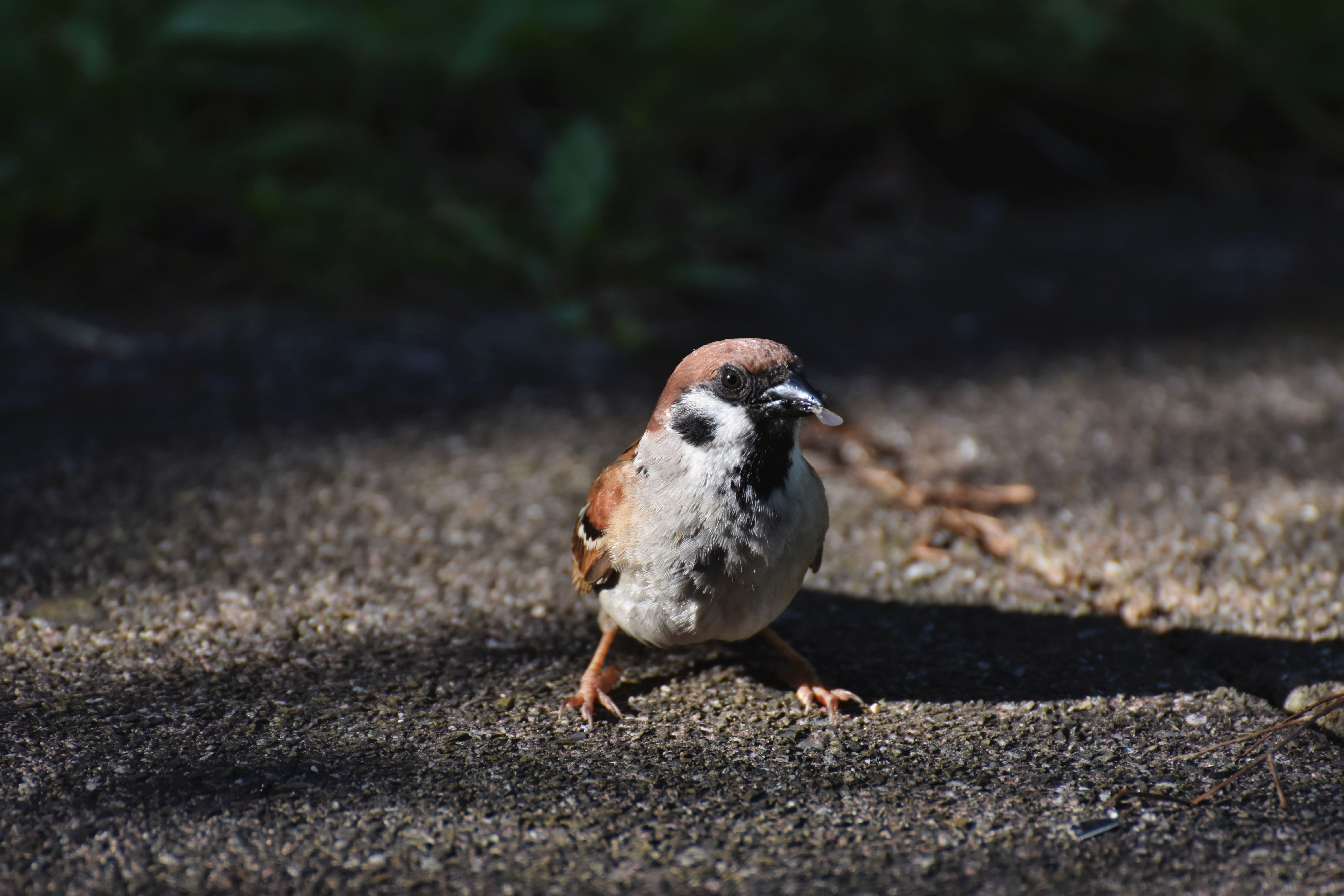 Detailed close-up of a sparrow standing on a sunlit pavement, showcasing its natural beauty.