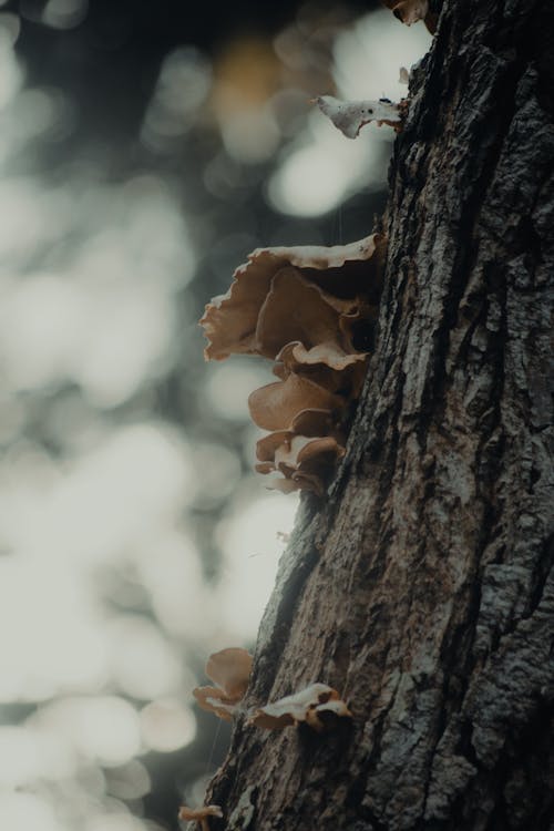 Ilmainen kuvapankkikuva tunnisteilla 4k, hd, sieni