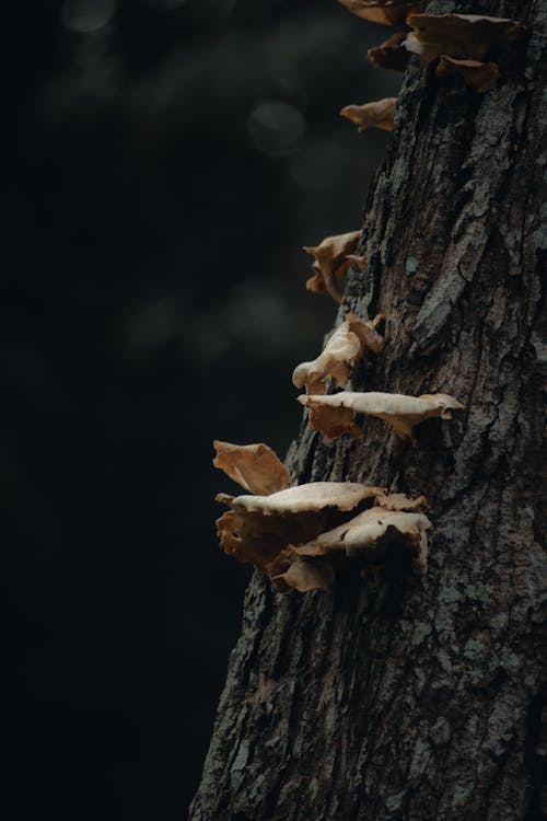 Ilmainen kuvapankkikuva tunnisteilla 4k, hd, sieni