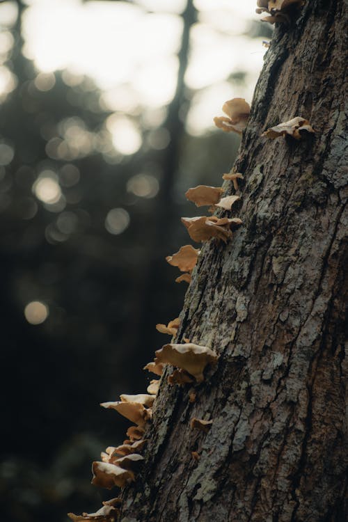 Mushrooms on a Tree Trunk 