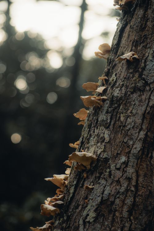 Free A close-up of mushrooms growing on a tree trunk in a moody forest setting. Stock Photo