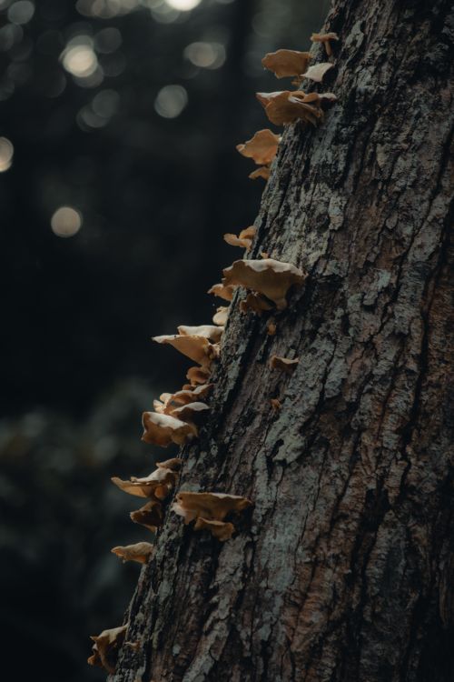 Free Close-up of mushrooms growing on tree bark surrounded by a blurred atmospheric forest background. Stock Photo