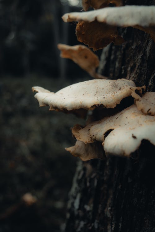 Ilmainen kuvapankkikuva tunnisteilla 4k, hd, sieni