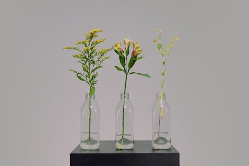 Still life studio shot of plants in vases