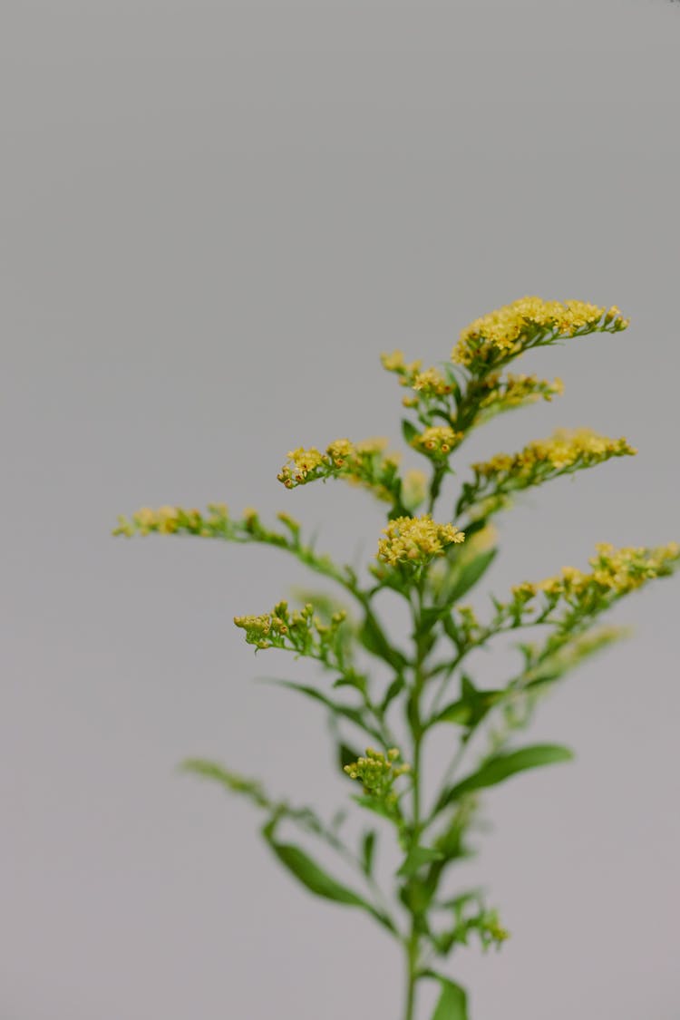 Plant With Small Yellow Flowers