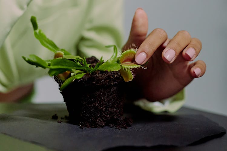 Hand Touching Venus Flytrap