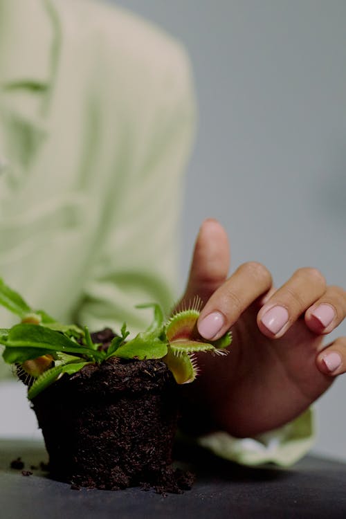 Free Hand touching Venus flytrap Stock Photo