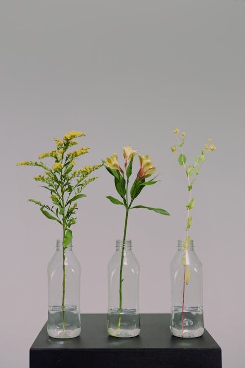 Beyaz arka plan, bitki, çiçek içeren Ücretsiz stok fotoğraf