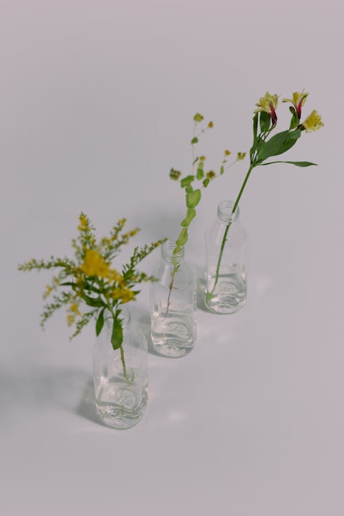 Studio shot of flowers in vases