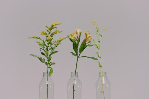 Studio shot of plants and flowers in vases