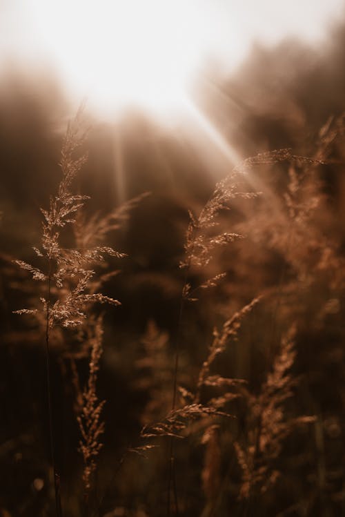 Brown Grass Field