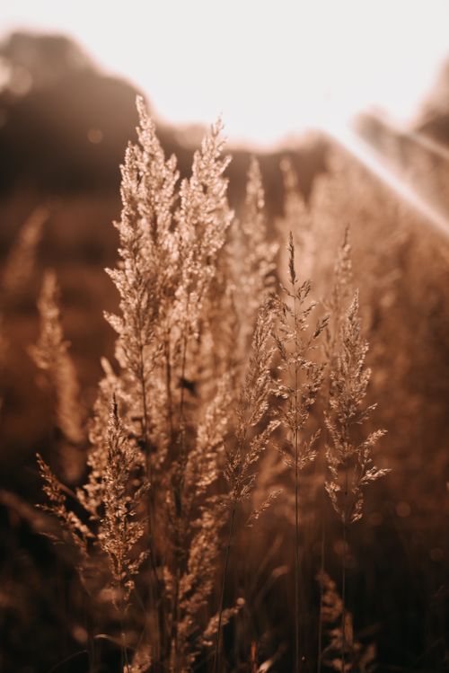 Free Close-up of sunlit reeds in a warm sunset field, capturing nature's serene beauty. Stock Photo